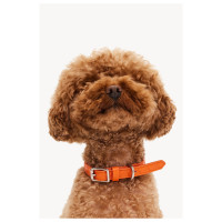 Dogguo Heart Collar - Hondenhalsband - Oranje