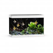 Juwel Rio 290 Led - Aquarium - 101x51x66 cm Wit