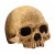 Exo Terra Schuilplaats Primate Skull - Ornamenten - 17x13.5x11.5 cm