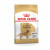 Royal Canin Golden Retriever Adult - Hondenvoer - 3 kg