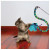 Kong Cat Teaser Curlz - Kattenspeelgoed -