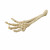 Aqua Della Skelet Hand - Aquarium - Ornament - 26.8x9.4x4.5 cm