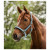 Waldhausen Halter Mesh Korenblauw - Paardenhalster - Full