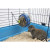 Savic Hooi- En Snackmolen Bunny Toy - Speelgoed - Ø20 cm Assorti
