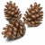 Back Zoo Nature Forest Pine Cones - Natuurlijk Speelgoed - 6 stuks
